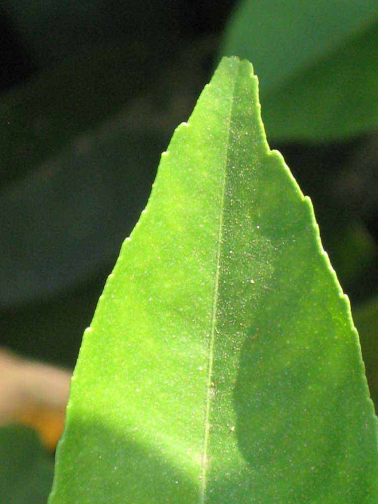              Margin (South African, Riverside, CA)       